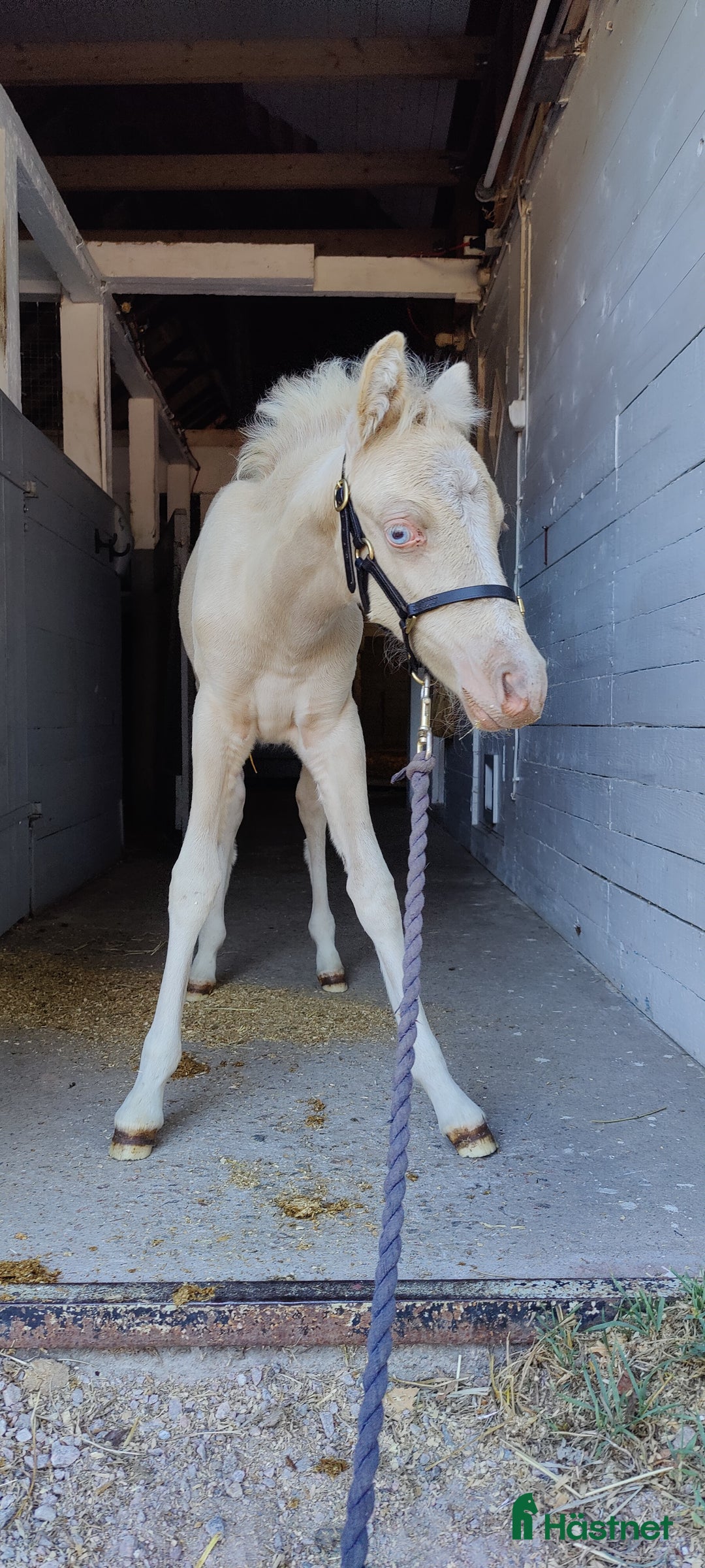 Allround hästar till salu: Framtidsponny med ovanligt färganlag i Åsa - Annons 3