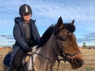 hästar För dej som söker en pigg ponny - Annons 18