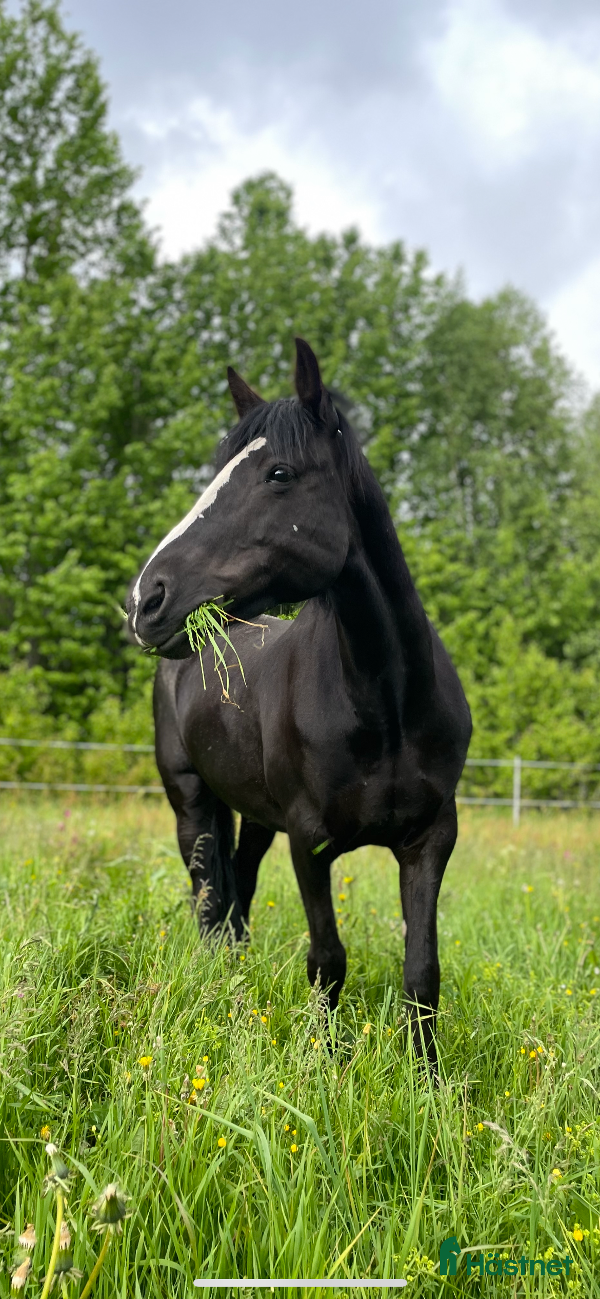  hästar Intressekoll, D-ponny i Stensele - Annons 6