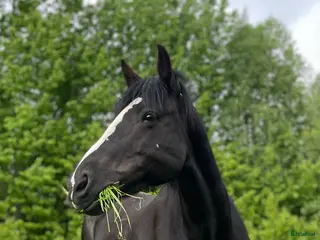 hästar Intressekoll, D-ponny i Stensele - Annons 12