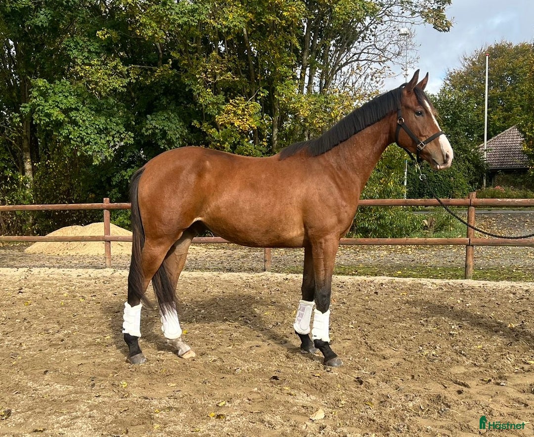 Dressyr hästar till salu: Spændende unghest i Klippan - Annons 3