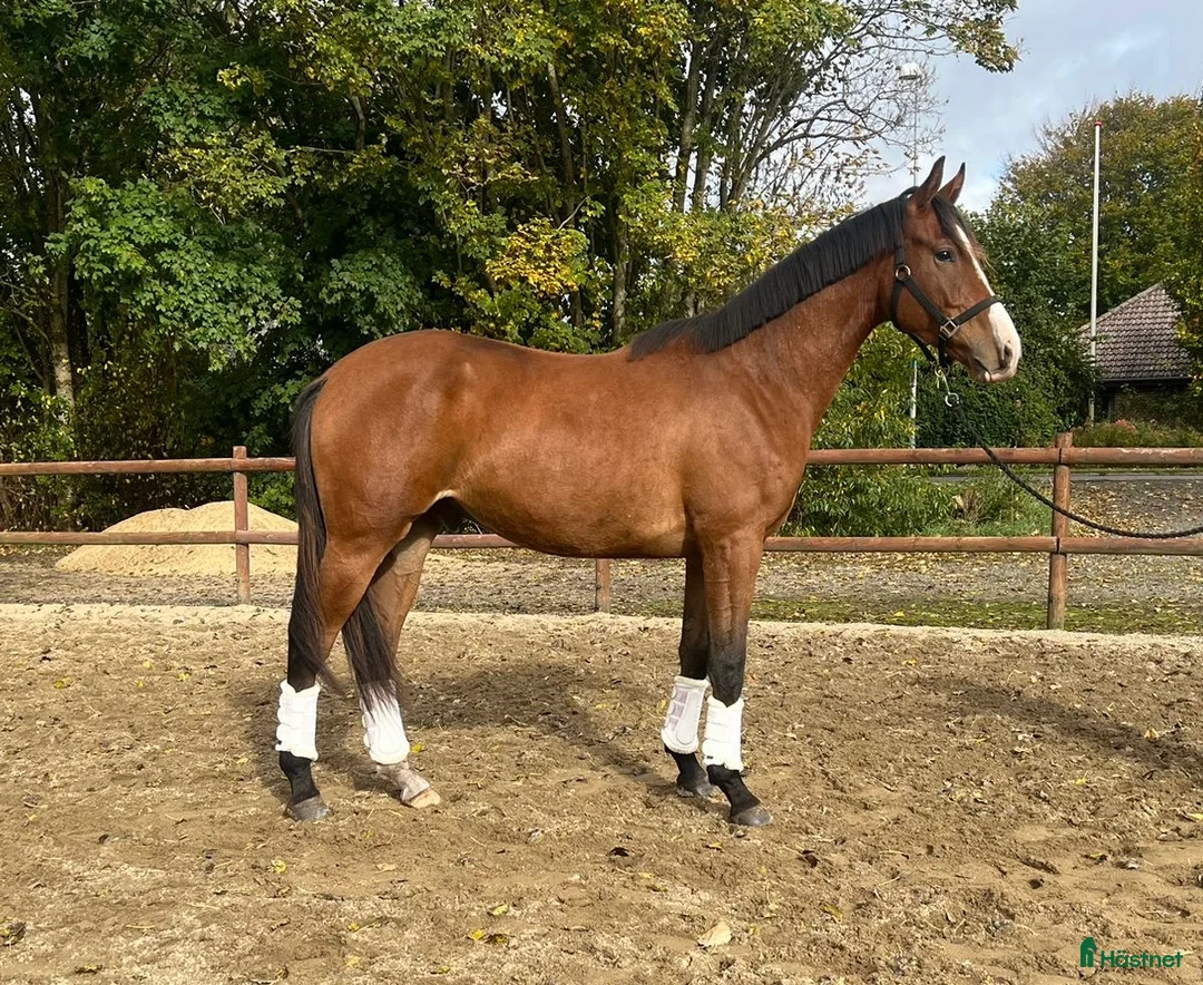 Dressyr hästar till salu: Spændende unghest - Annons 3