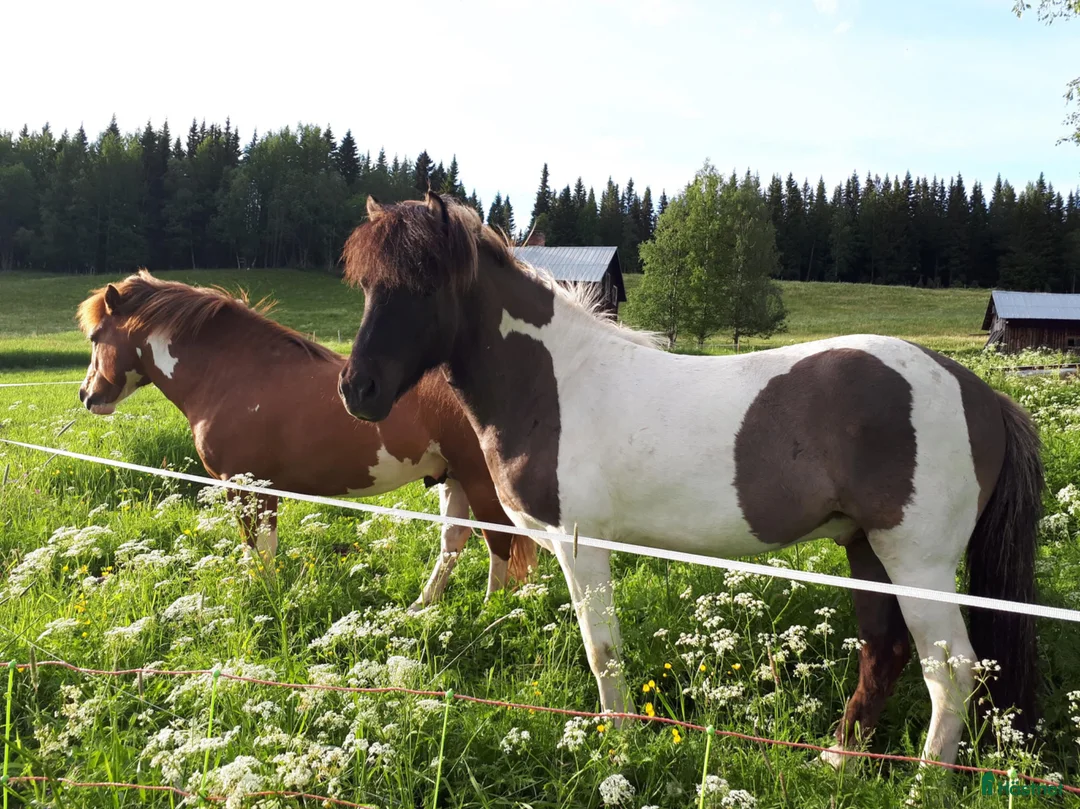 Island hästar till salu: Fin islandsvalack - Annons 3