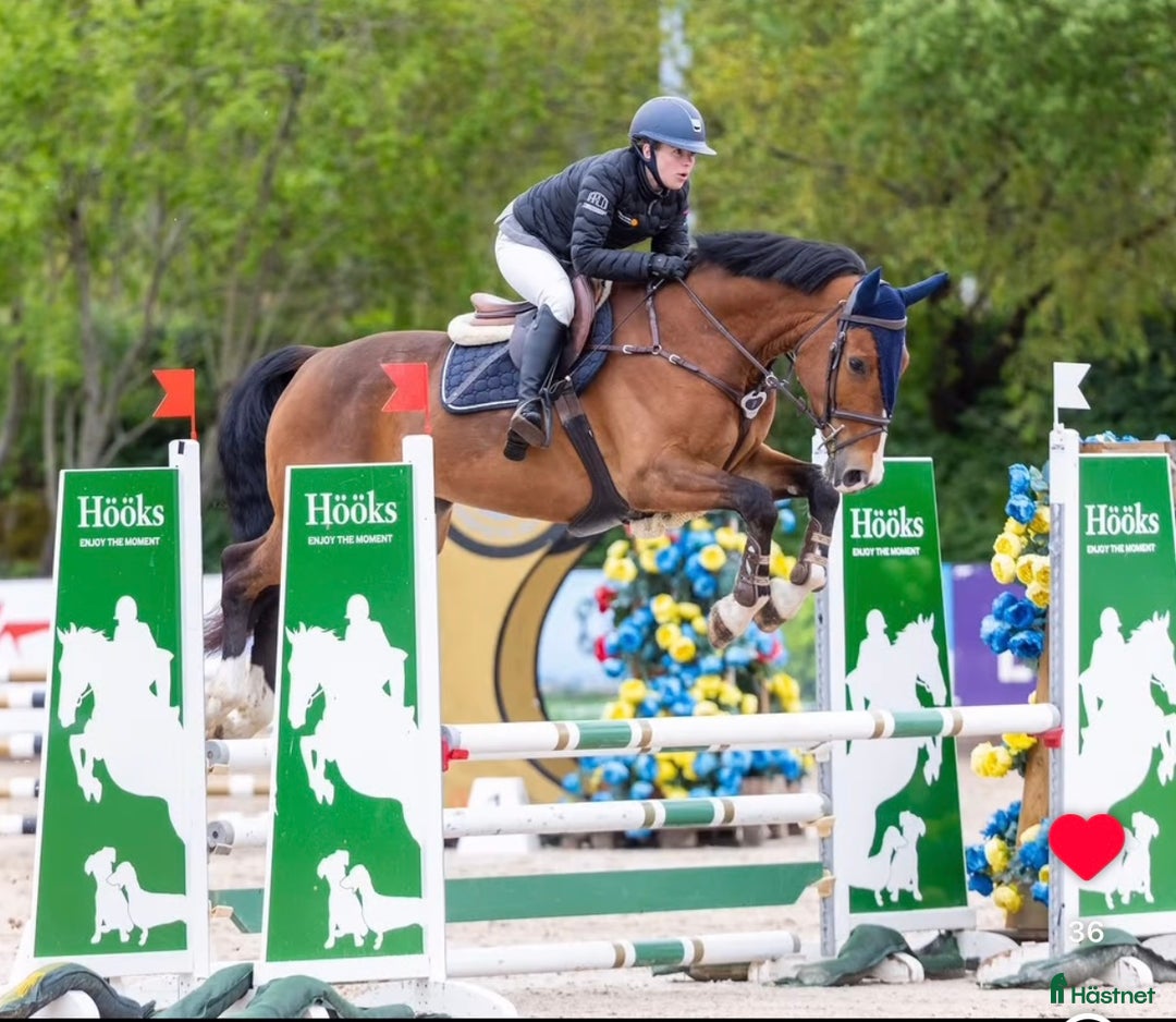 Hoppning hästar till salu: Super 4åring!   i Åtvidaberg - Annons 1