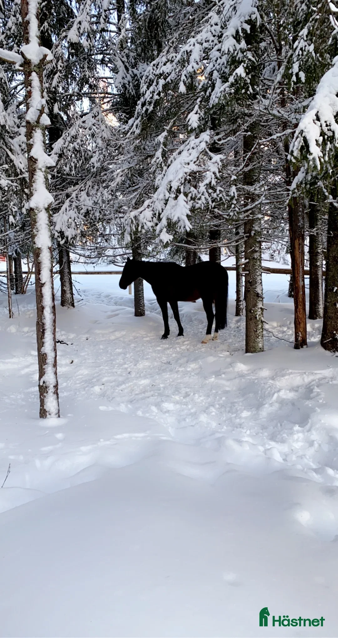 Övrigt hästar till salu: 2st underbara travare till sällskap alt skogsmulle - Annons 6