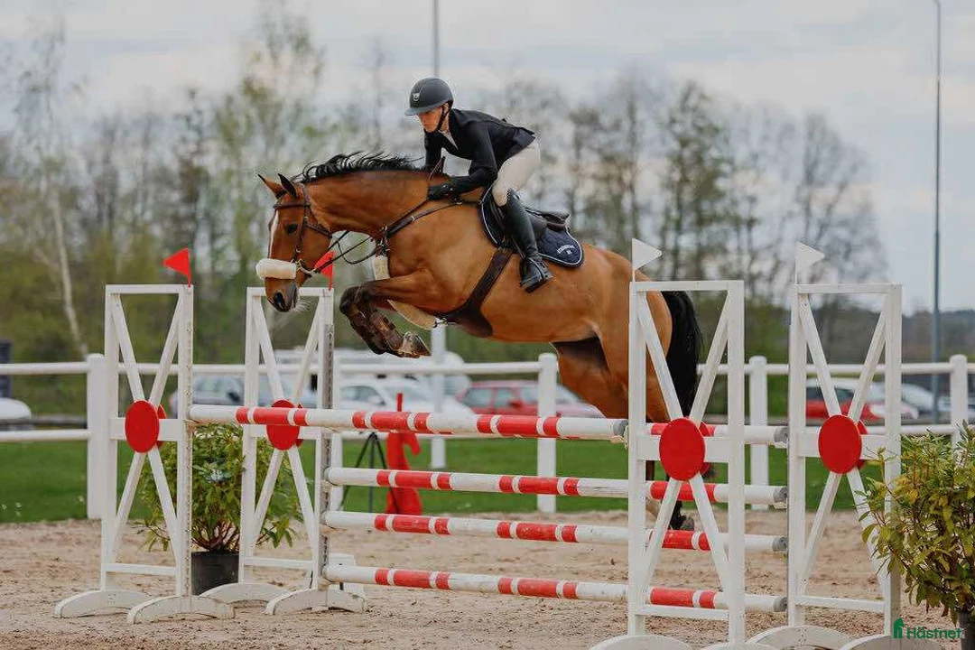 Hoppning hästar till salu: Snäll och okomplicerad läromästare! - Annons 2