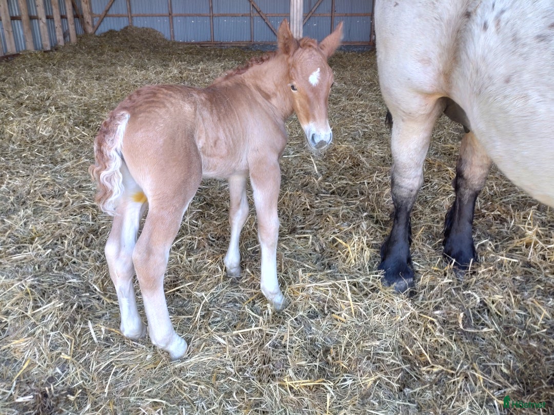 Övrigt hästar till salu: Ardenner stoföl - Annons 1