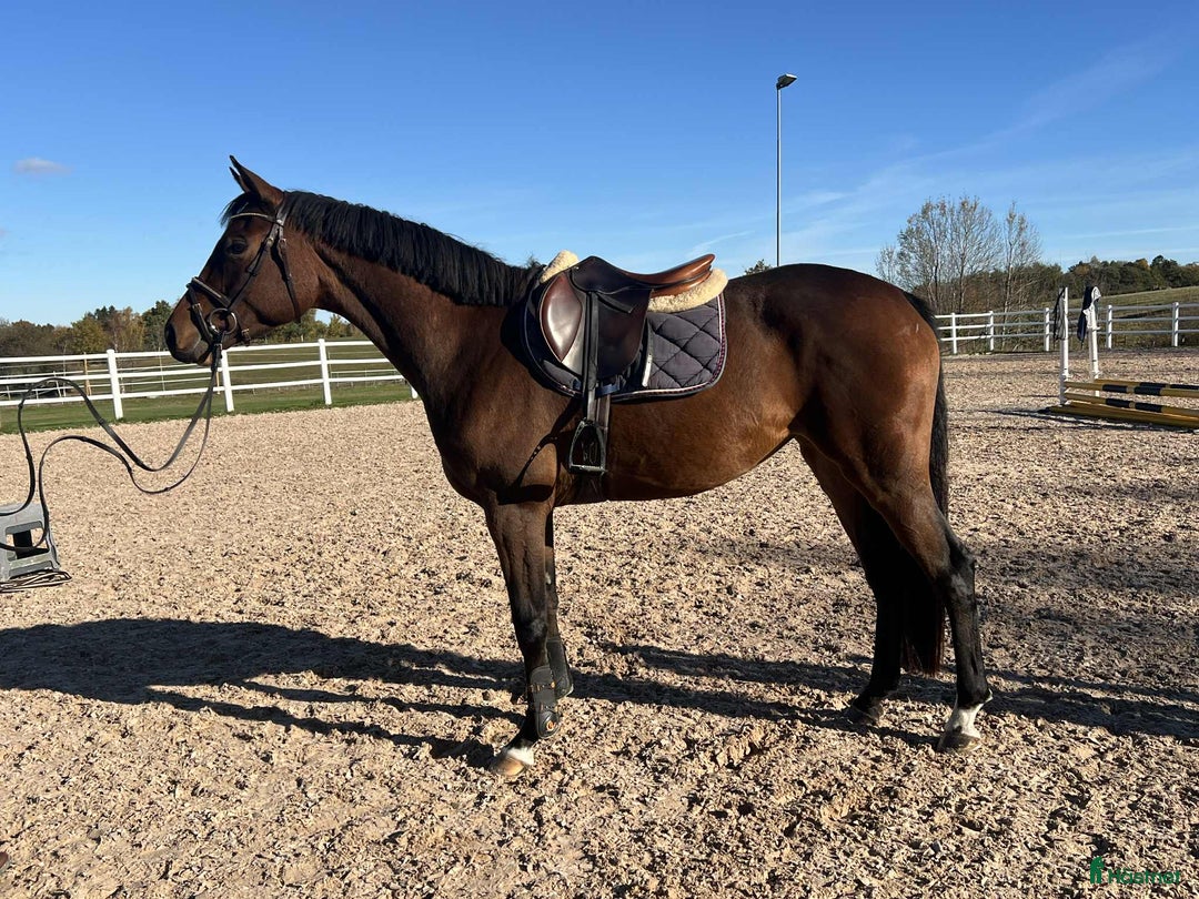 Hoppning hästar till salu: Diplomsto för toppsporten, besiktad+röntgad. i Tollarp - Annons 4