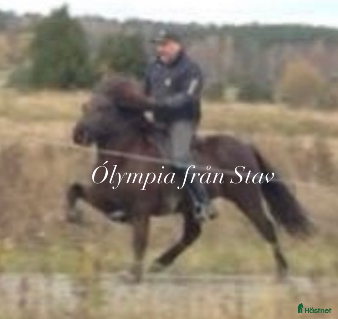 Island hästar till salu: Underbart ungsto! i Skepplanda - Annons 15