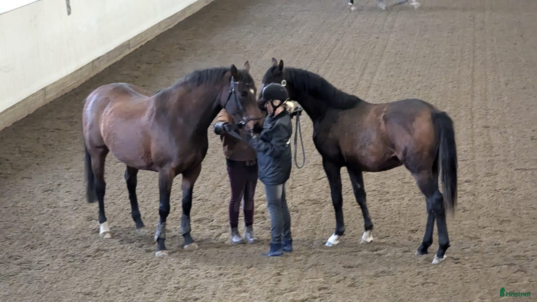 Dressyr hästar till salu: Trevlig 2 åring SWB e. Serious 1457 i Umeå - Annons 4