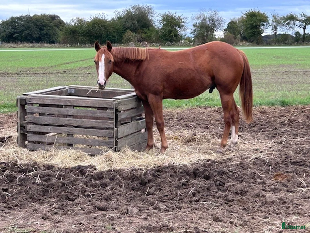 Western hästar till salu: Spirit ! i Löberöd - Annons 1
