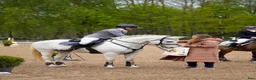 Hoppning hästar till salu: Dressage and showjumping Conemara pony - Annons 8