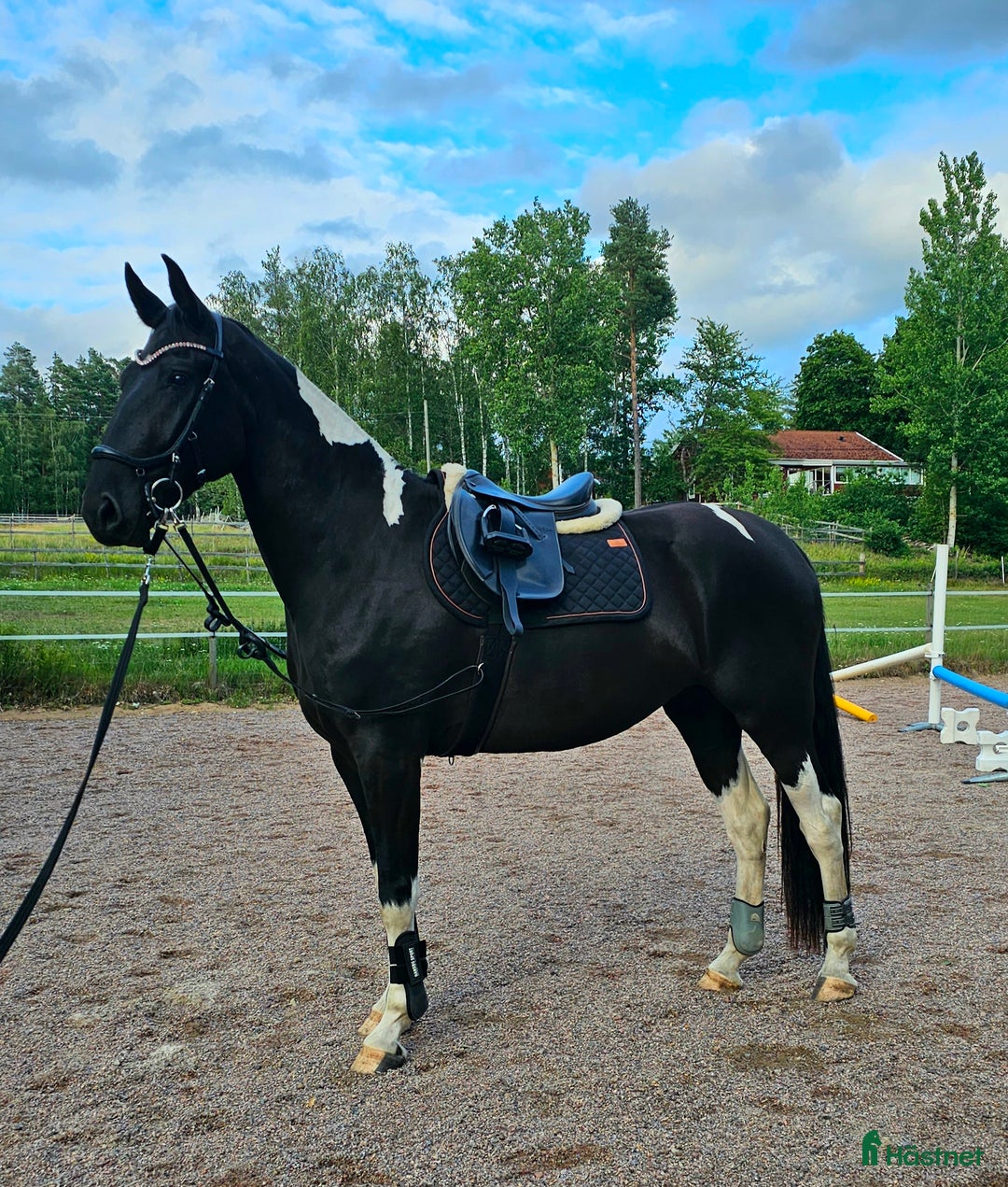 Allround hästar till salu: Vackert Sto i Vimmerby - Annons 6