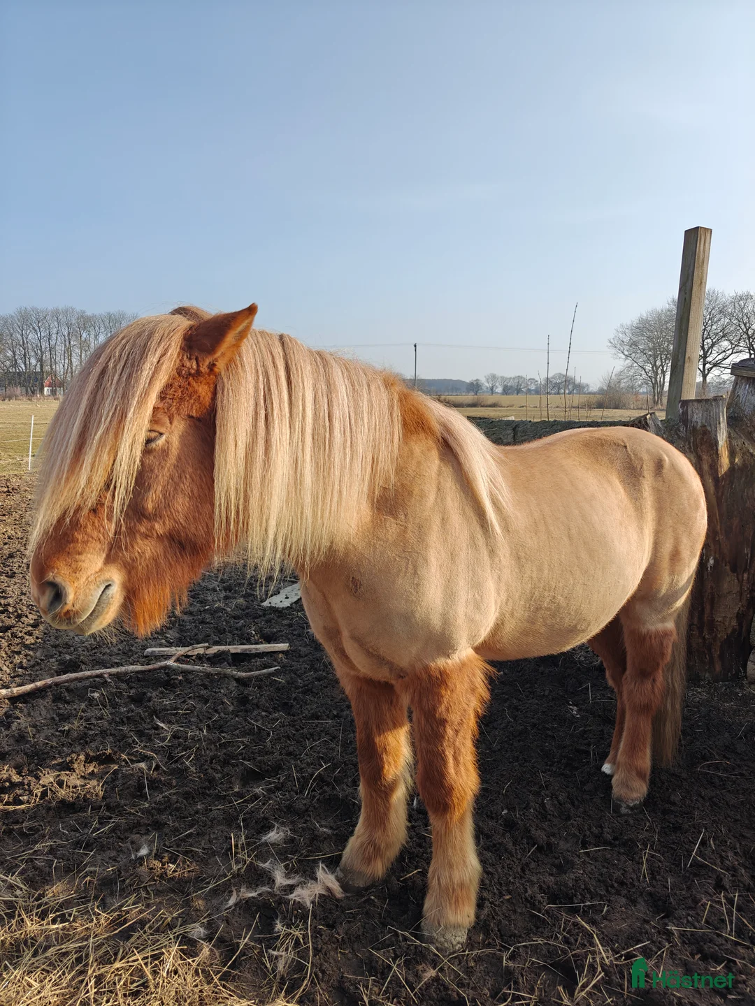 Island hästar till salu: Sällskapshäst - Annons 2