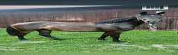 Hoppning hästar till salu: Oslipad pärla - Annons 3