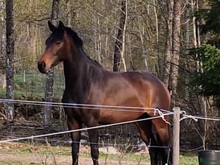 hästar Trevligt SWB sto i Åtvidaberg - Annons 11