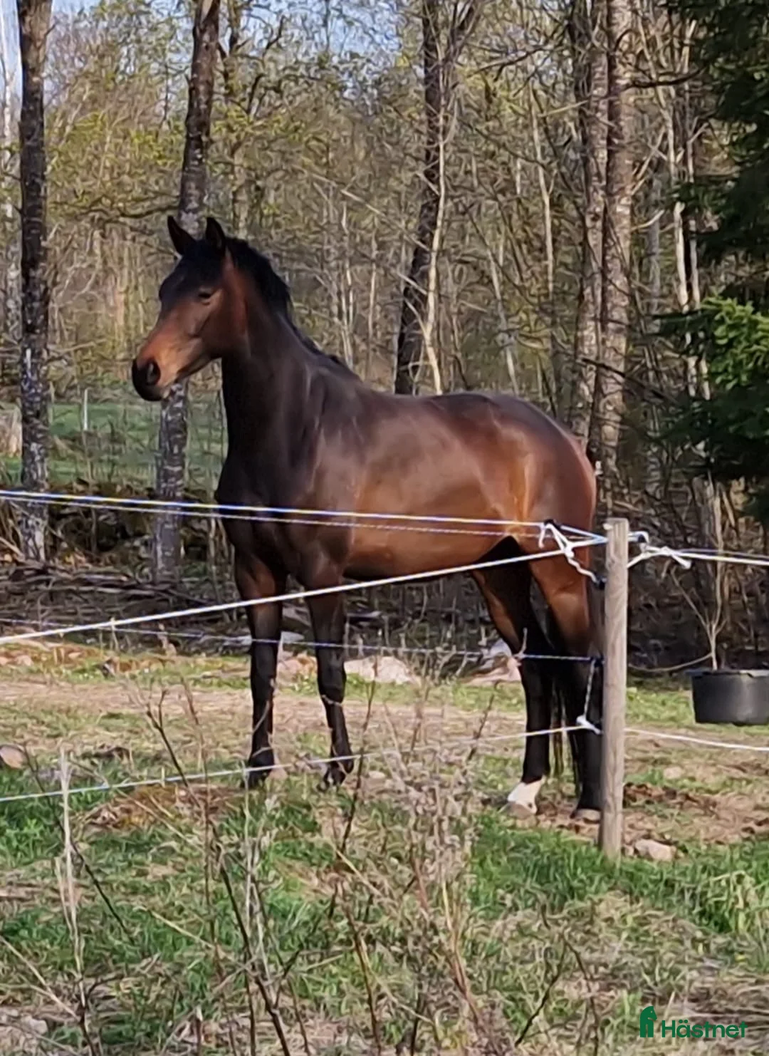 Dressyr hästar till salu: Trevligt SWB sto i Åtvidaberg - Annons 1