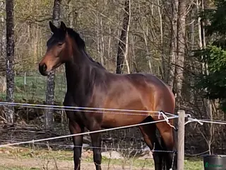 hästar Trevligt SWB sto i Åtvidaberg - Annons 3