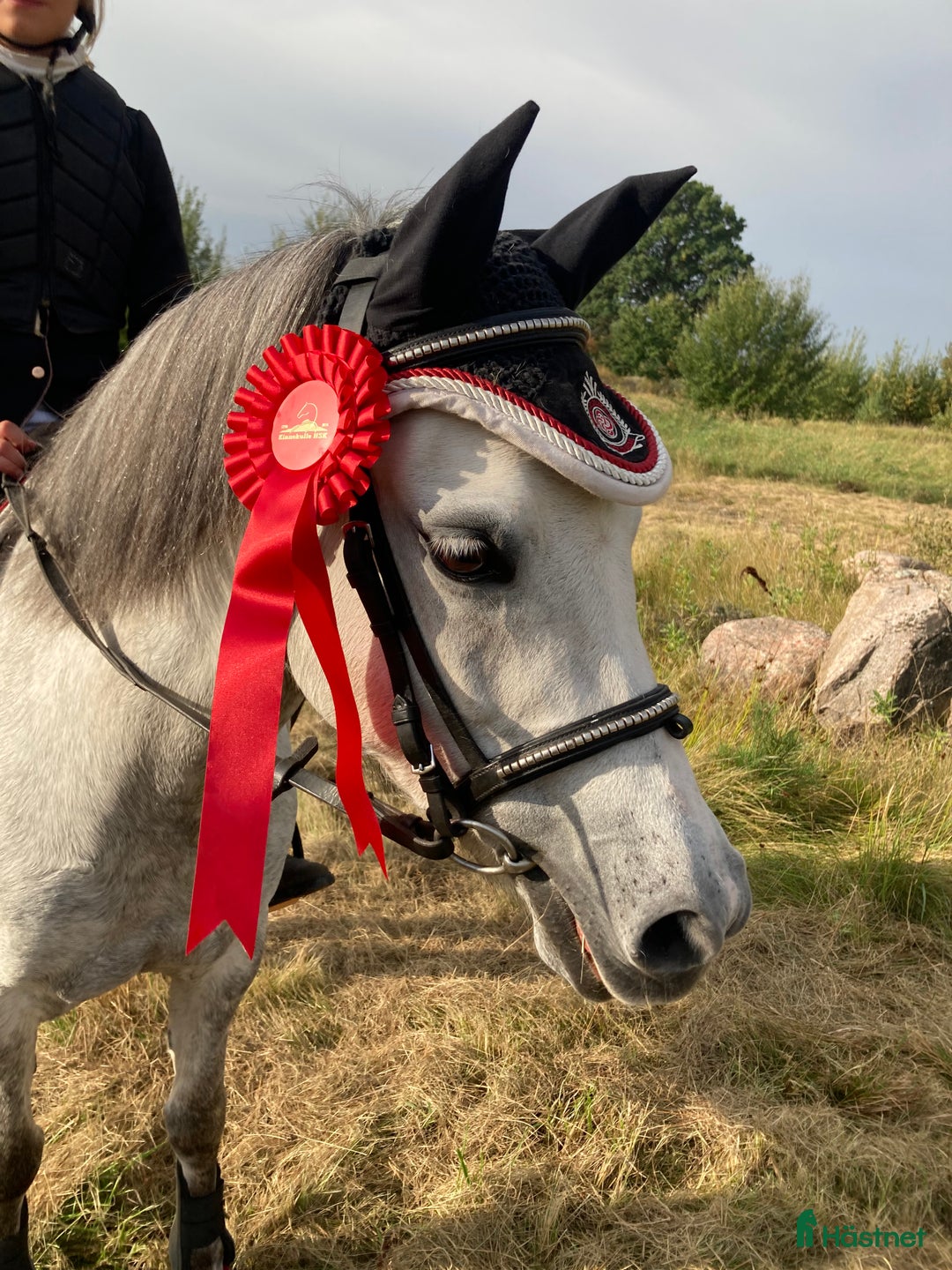Allround hästar till salu: B- ponny säljes!  i Falköping - Annons 3