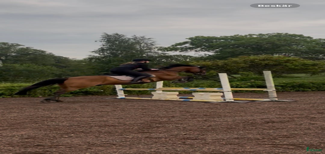 Galleribild {{count}}