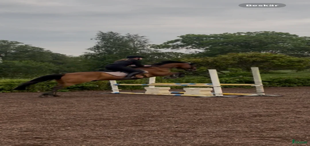 Galleribild {{count}}