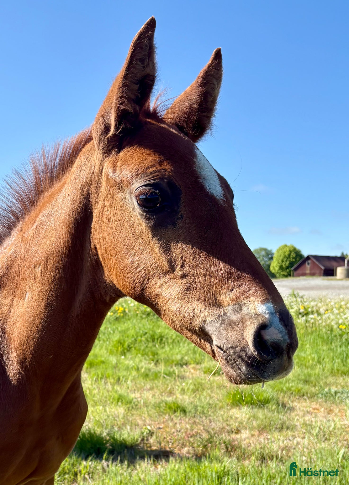  hästar Vacker SWB Hingst - Annons 2