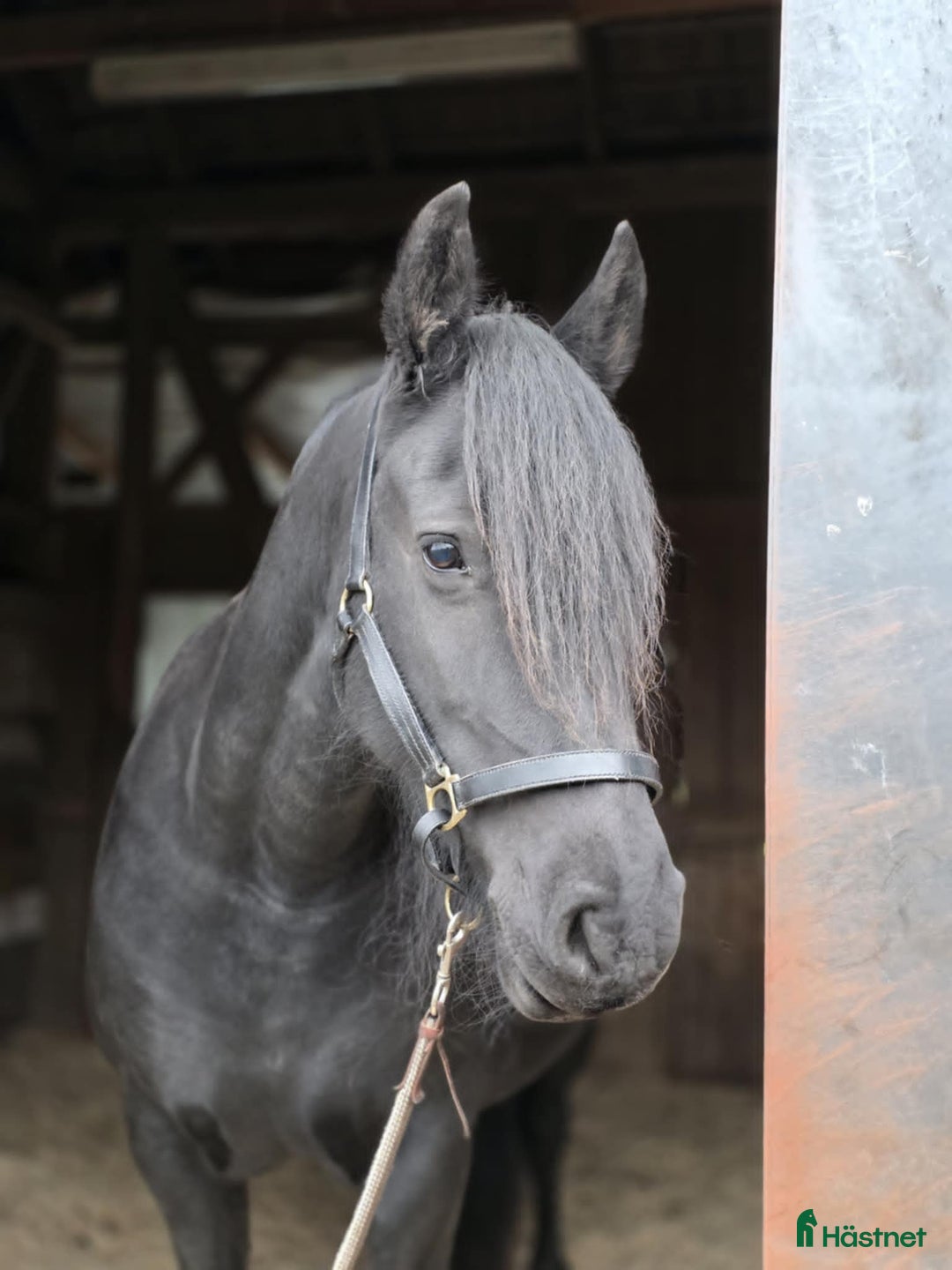  foderhäst finnes: Sällskapshäst lånas ut på foder i Karlskoga - Annons 1