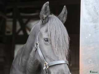 foderhäst Sällskapshäst lånas ut på foder i Karlskoga - Annons 2