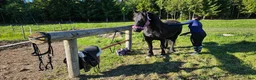  stallplats finnes: Lösdrift med skötsel - Annons 3