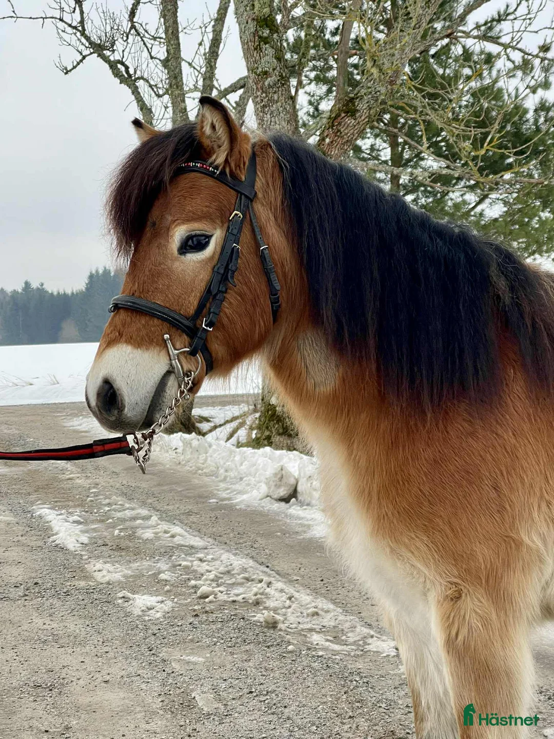 Allround hästar till salu: Trevligt russ ev trav i Sala - Annons 2