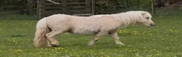 Allround hästar till salu: Välhanterad, trevlig valack i Vollsjö - Annons 8