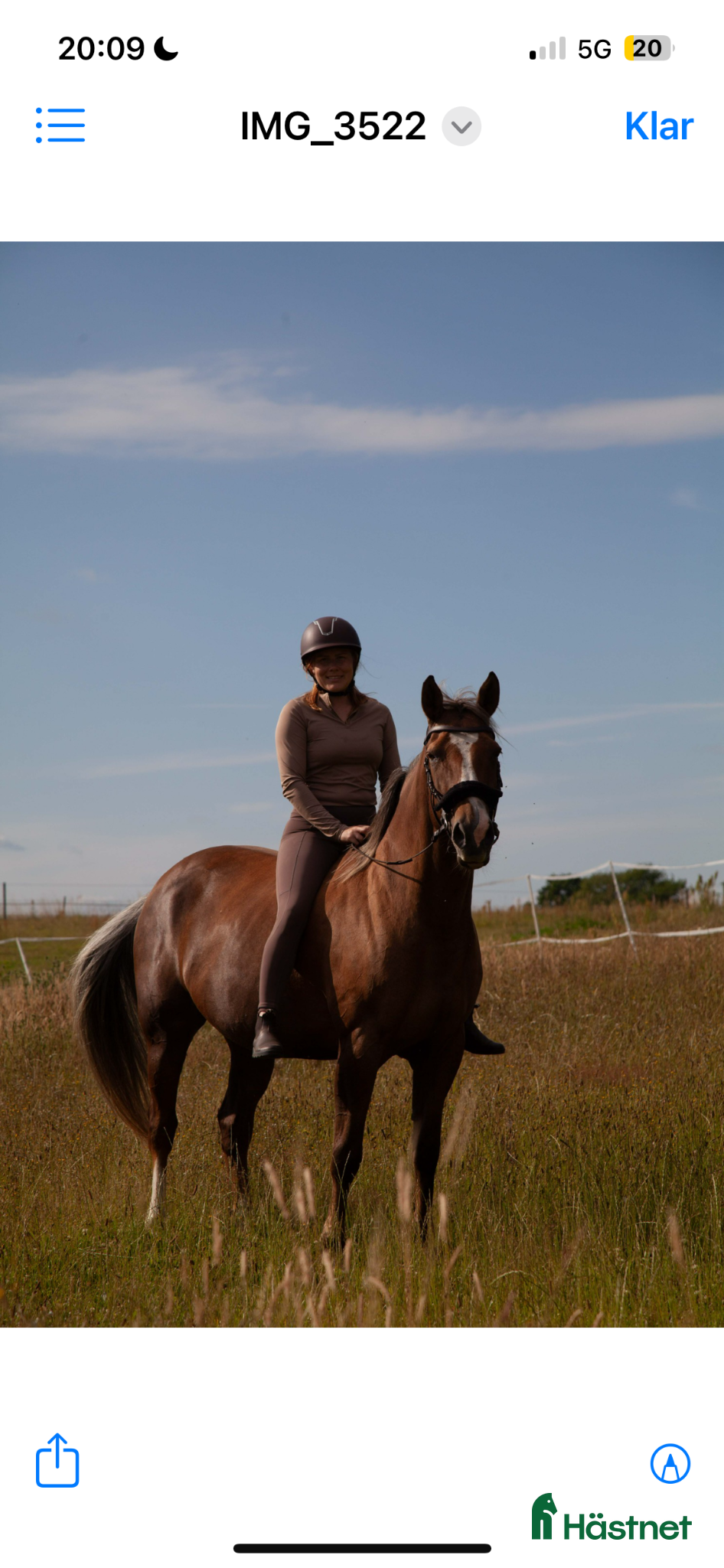  hästar Allroundhäst till fin människa  - Annons 2