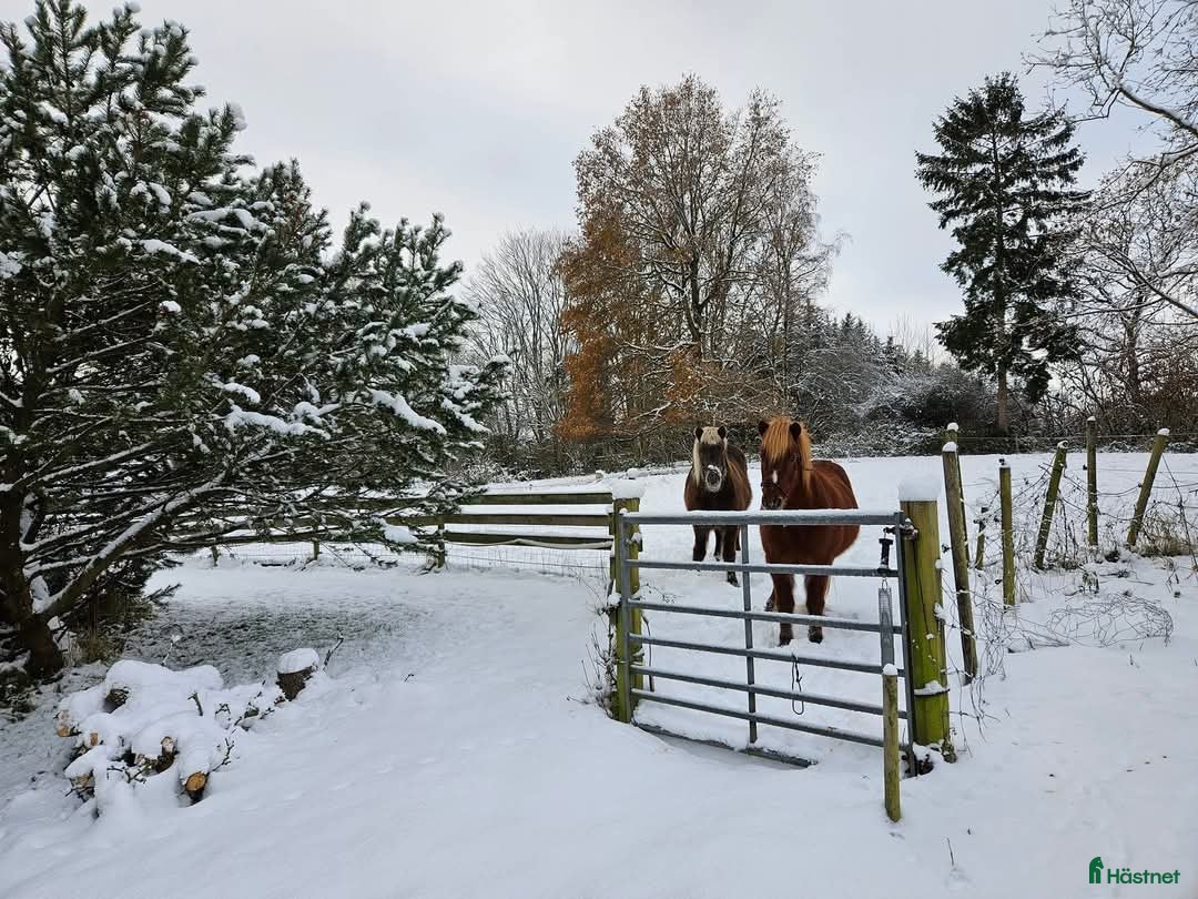 Allround hästar sökes: Skogskompis sökes til dansk lanthus i Langebæks kommun - Bild 5