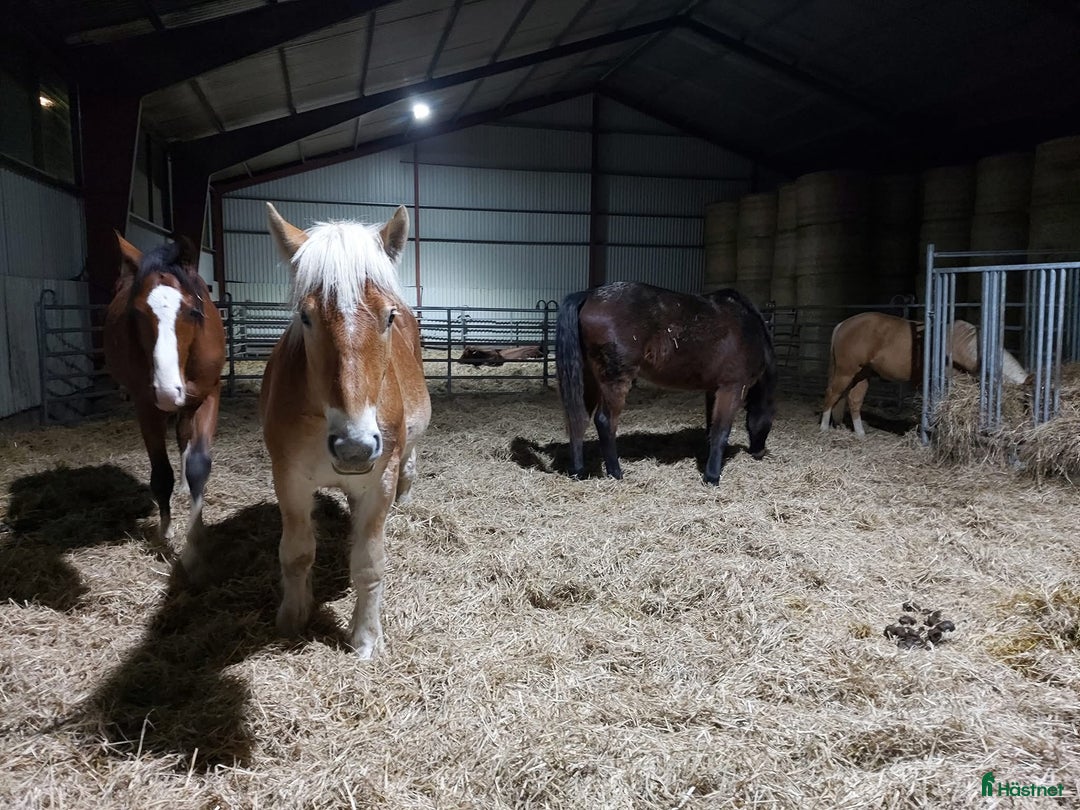  stallplats finnes: Lösdrift unghingstar/valacker i Degeberga - Annons 1
