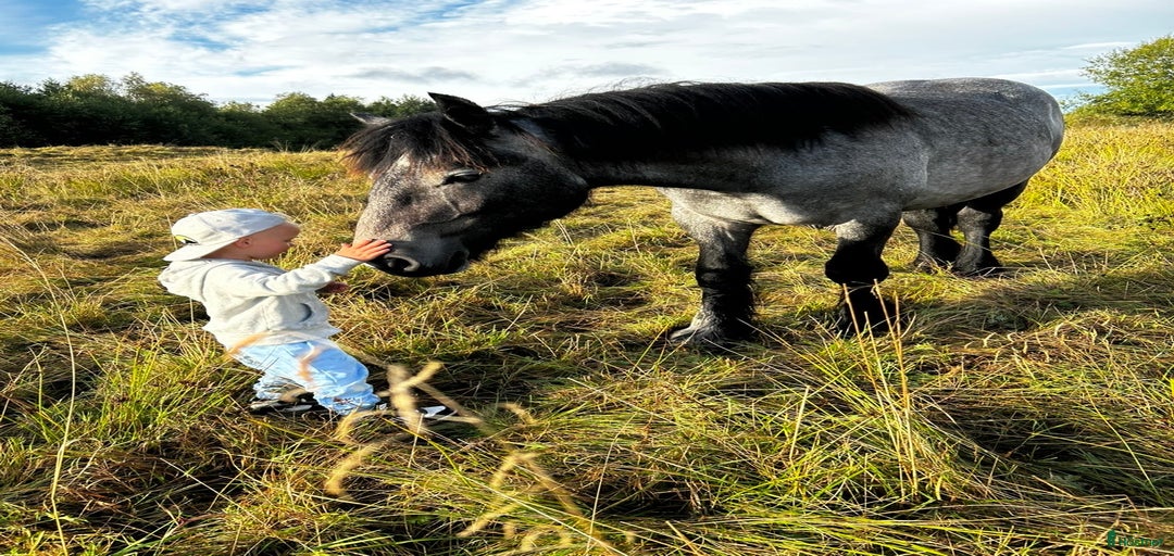 Galleribild {{count}}