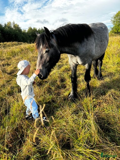 Galleribild {{count}}