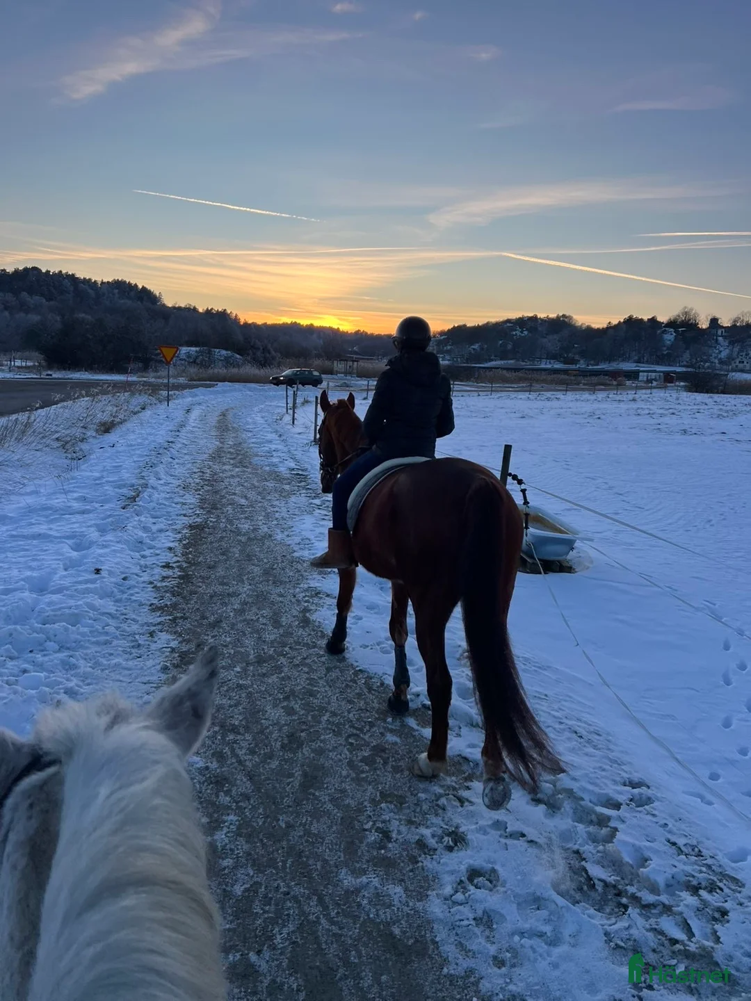 Allround hästar till salu: Fin ridtravare med stor potential💫 i Höviksnäs - Annons 3