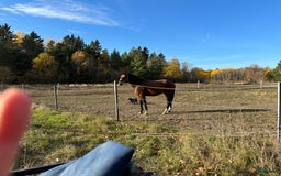  stallplats finnes: 🌺Aspvik 🐎 i Kungsängen - Annons 7