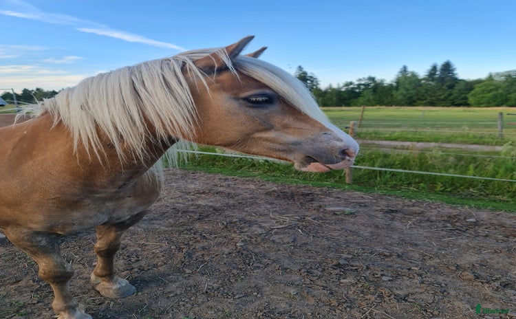  hästar i Växjö - Annons 11
