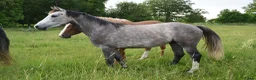 Hoppning hästar till salu: He.Ro Stud SUMMER SALE ! - Annons 13
