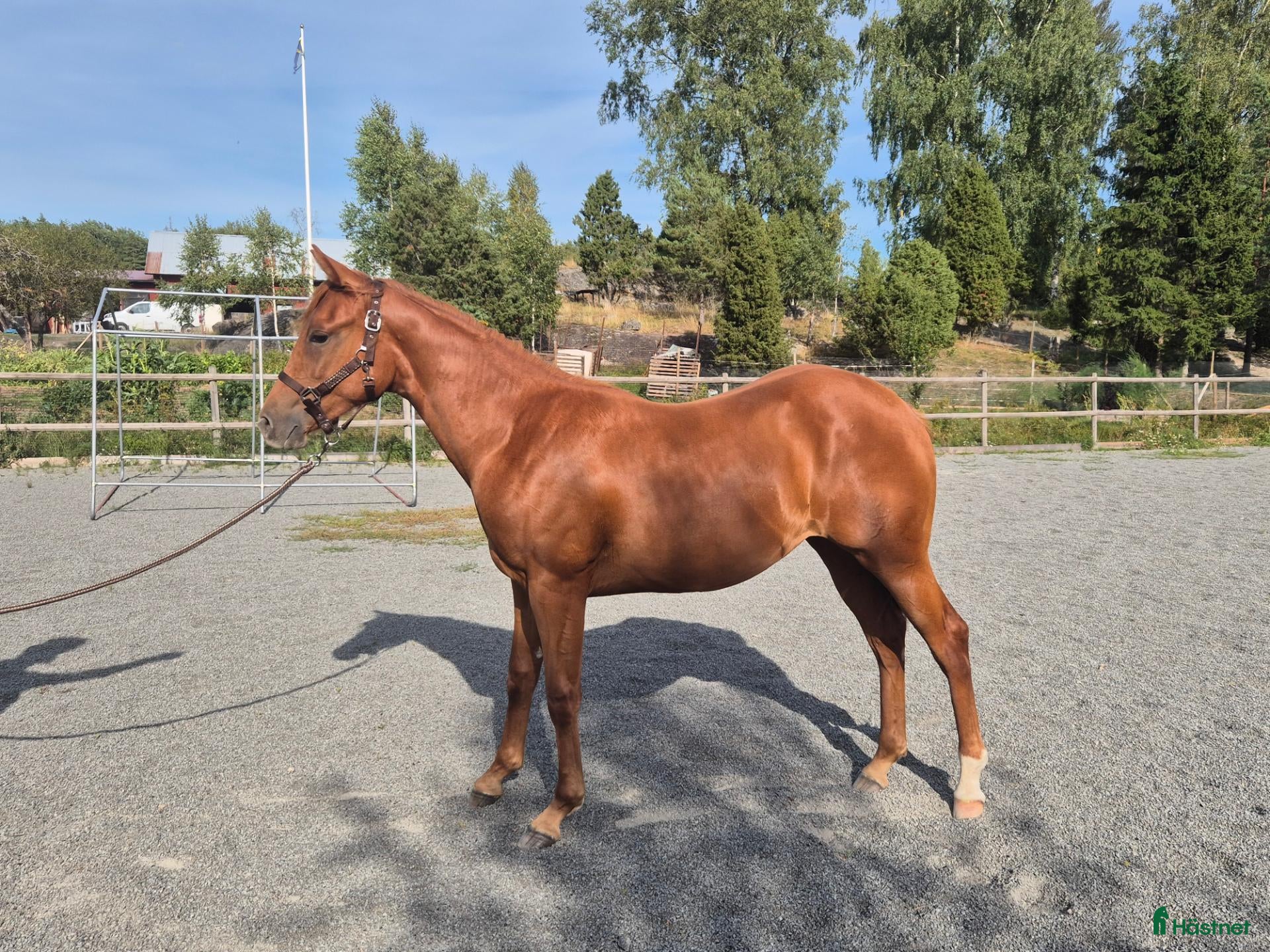  hästar Coolt quarter sto 1 år - Annons 1