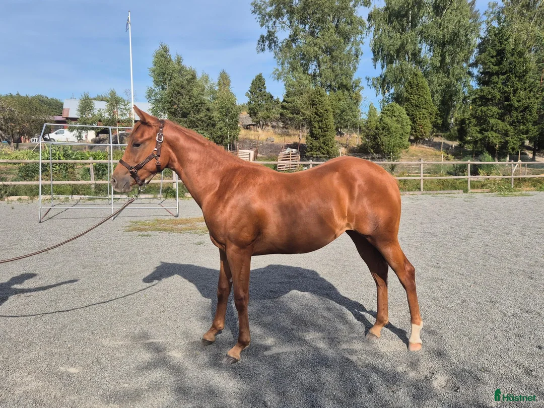 Western hästar till salu: Coolt quarter sto 1 år - Annons 1