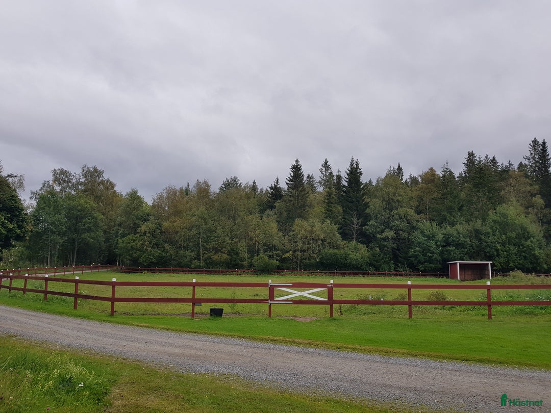  stallplats finnes: Stallplats i lugnt litet stall i Skillingaryd - Annons 2