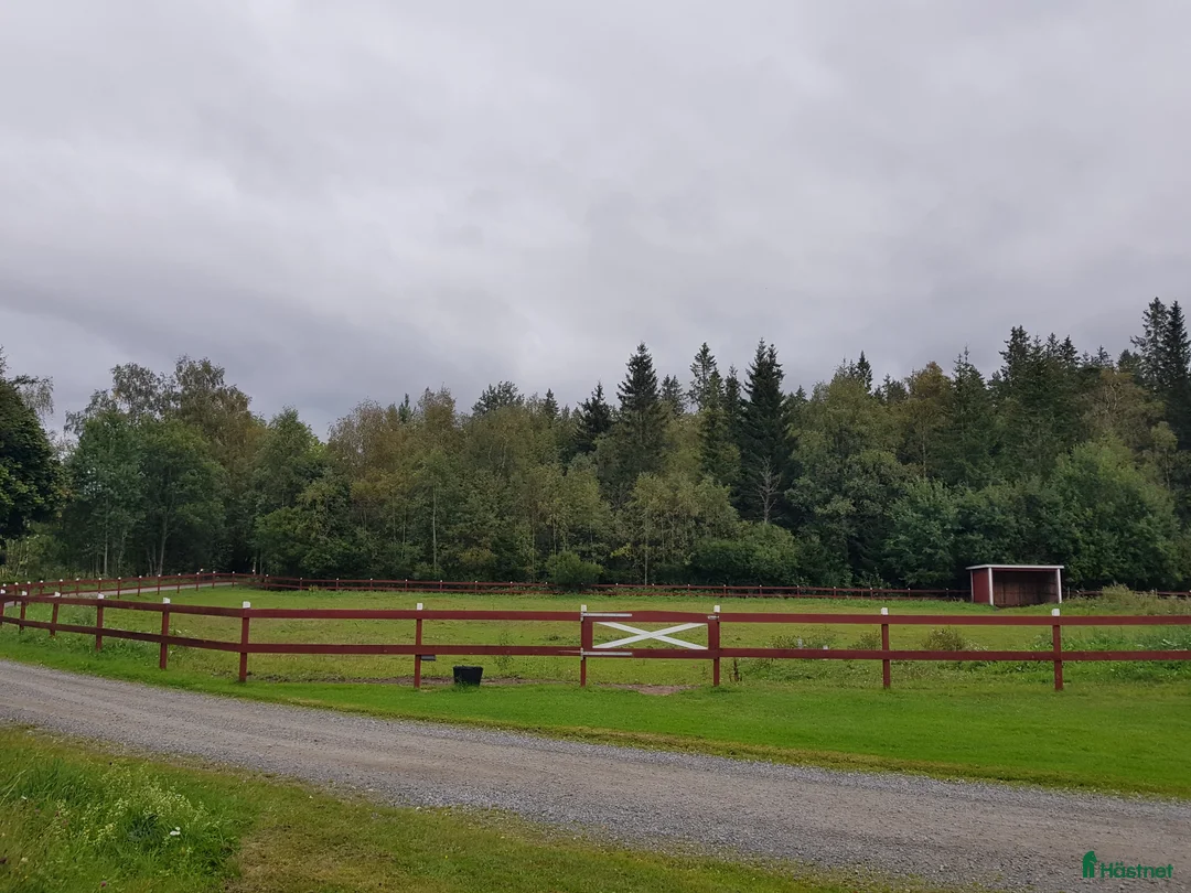  stallplats finnes: Stallplats i lugnt litet stall - Annons 2