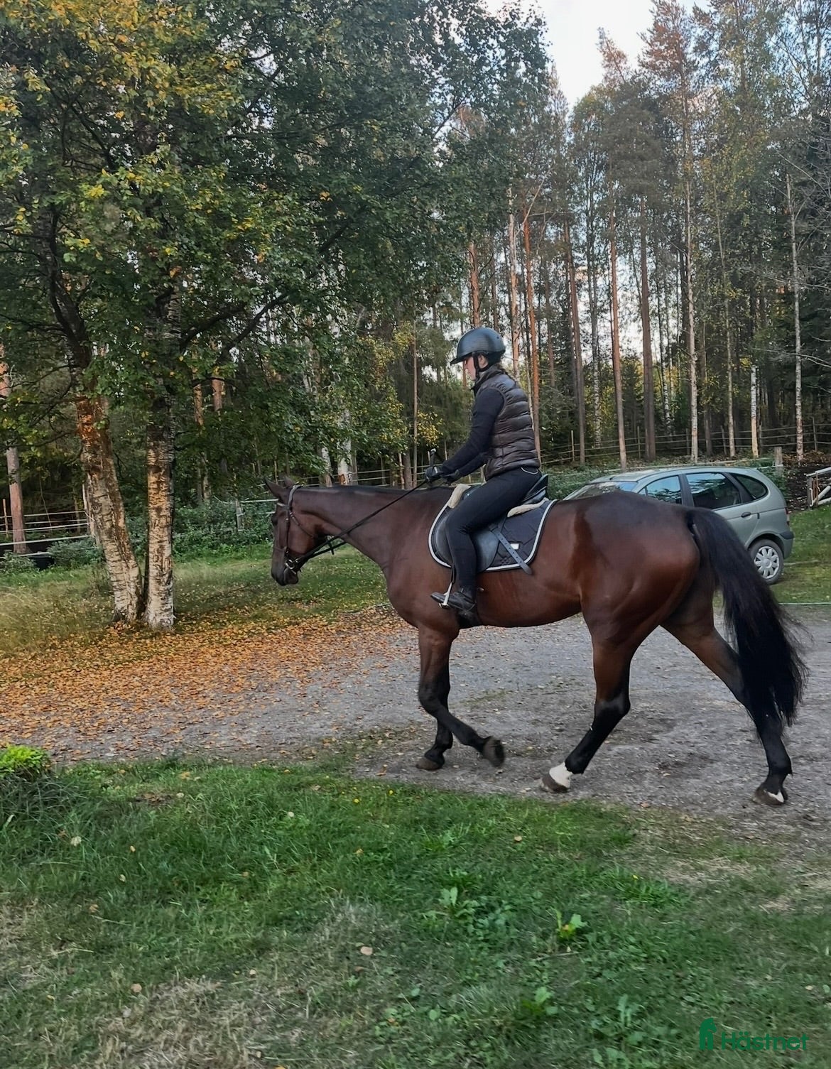  hästar Ridhäst - Annons 1