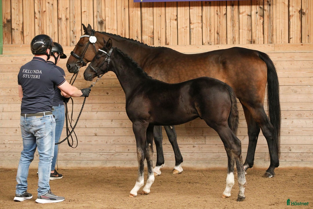 Dressyr hästar till salu: Valack e. Devin Franco GJ ur stofamilj 55 i Dyltabruk - Annons 2
