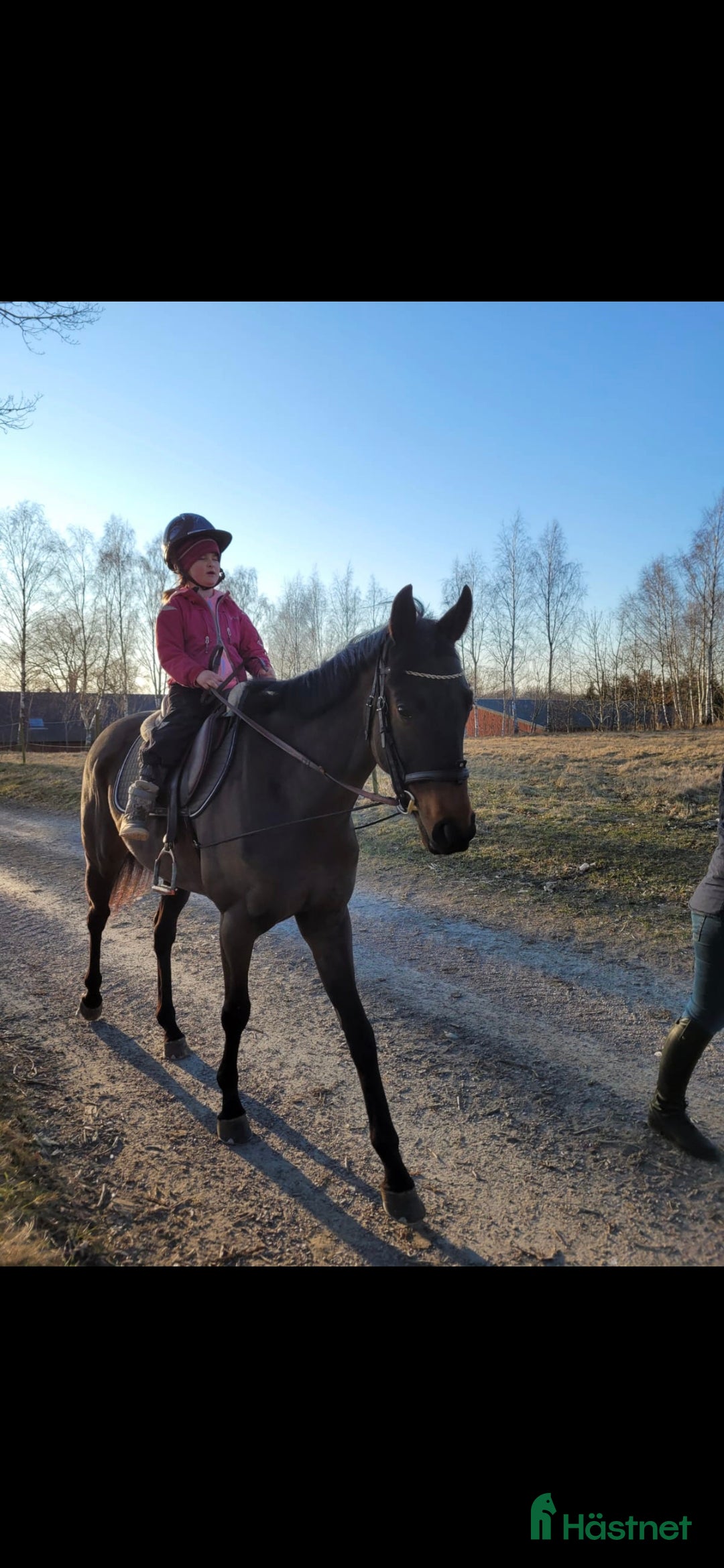 Allround hästar till salu: Lakrits i Genarp - Annons 5