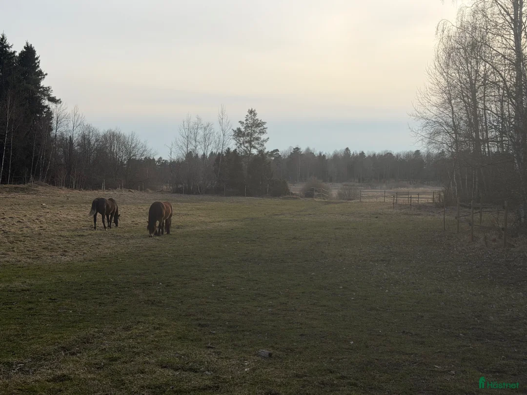  stallplats finnes: Plats i lösdrift för belöningsbaserat ekipage i Almunge - Annons 16