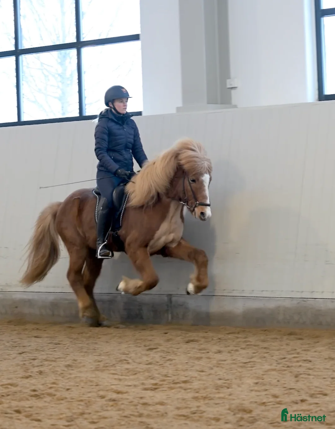 Island hästar till salu: Flott femgångsvalack med mycket tölt!  - Annons 2