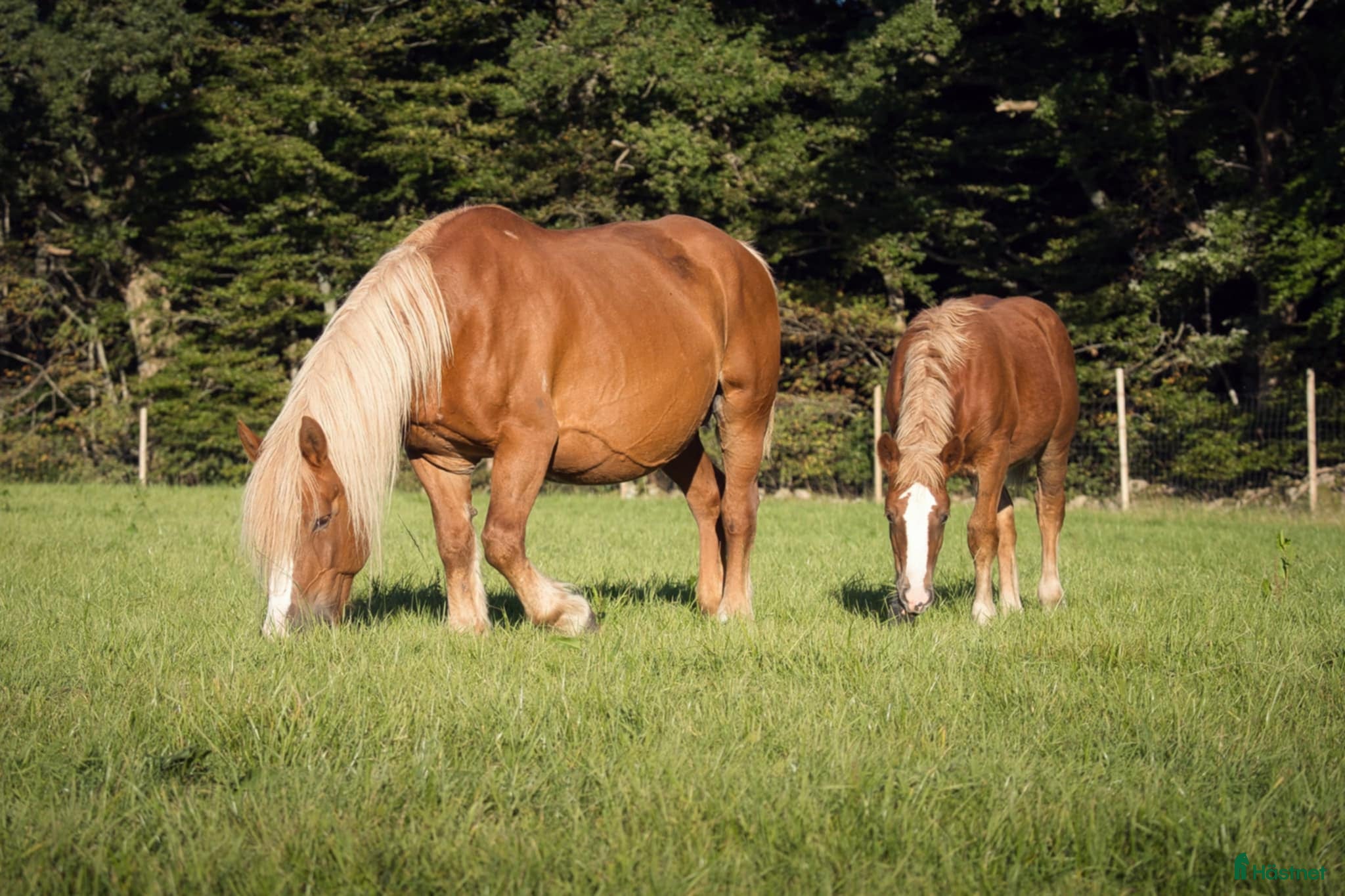  hästar Ardenner Stoföl (e. Cronas Waldemar) i Kågeröd - Annons 16